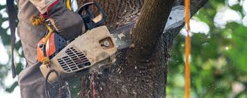 Pest Control for Lawns in Brodhead, WI