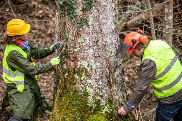 Trusted Brodhead, WI Tree Care Experts