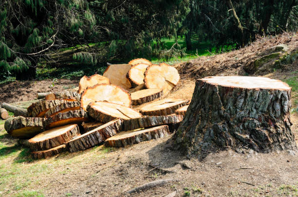 How Our Tree Care Process Works  in  Brodhead, WI
